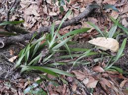 Image result for Ancistrorhynchus ovatus