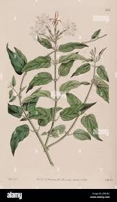 Image result for Gnidia stenophylla