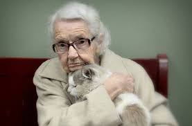 where to adopt an adult or senior cat?