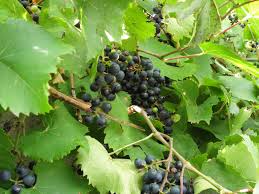 Image result for Vitis