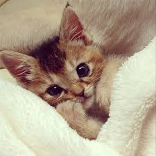 Community Post 12 Instagrams Of The Cutest Kitten In History Kittens Cutest Cute Animals Baby Animals