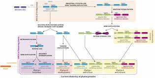 Image result for Dioscoreophyllum