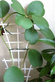 We did not find results for: Hoya Kerrii Guide How To Take Care Of A Hoya Kerrii Plant