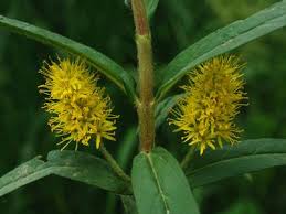 Image result for Lysimachia ruhmeriana
