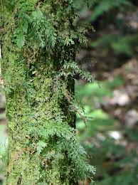 Image result for Hymenophyllaceae