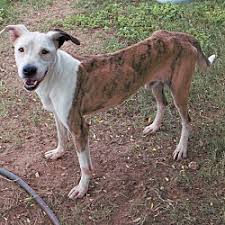 For the cheapest houses in zanesville, oh we recommend using our cheap filter. Puppies For Sale In Zanesville Ohio Adoptapet Com