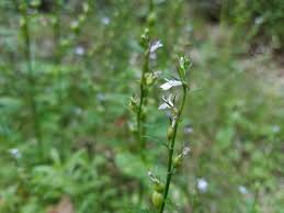 Image result for Lobelia chireensis