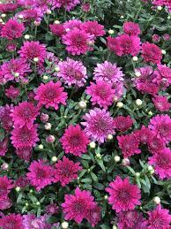 Chrysanthemum X Morifolium Flower Oil Best Flower Wallpaper