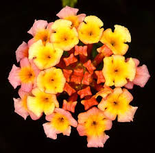 Image result for Lantana rugosa