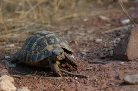 Maybe you would like to learn more about one of these? Arrivee Au Village Des Tortues De Gonfaron Cap Sur L Ecovolontariat