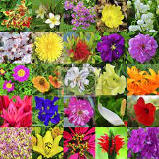Welche pflanze man wie kappen darf. Collage Von Garten Blumen Fototapete Fototapeten Aufwachen Aufwachen Berufung Myloview De