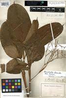 Image result for Marantochloa leucantha