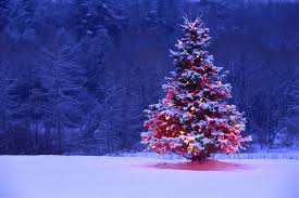 Download Free Mobile Wallpaper Holidays Landscape Trees New Year Fir Trees Christmas Tree Wallpaper Christmas Desktop Wallpaper Christmas Tree Background
