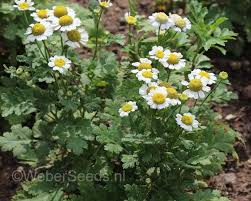 Image result for Parthenium