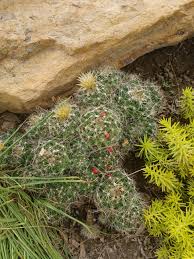 Image result for Caperonia fistulosa