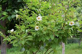 We did not find results for: Right Up There With Ciscoe S Top Trees The Stewartia The Seattle Times
