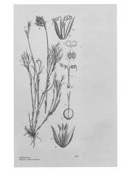 Image result for Aneilema plagiocapsa