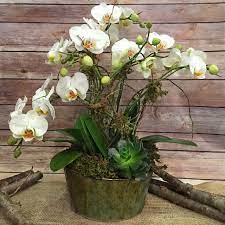 Find an obituary, get service details, leave condolence messages or send flowers or gifts in memory of a loved one. Joyful Journey Orchids In New York Ny Flowers By Philip