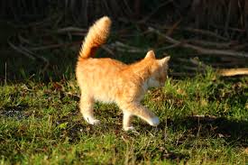 Bildergebnis für rote Katzen