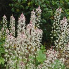 Image result for Nidorella ivifolia