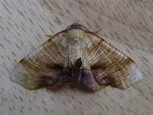 Wood Moths Devon Yahoo Image Search Results Moth Wood Image
