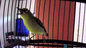 Check spelling or type a new query. Suara Burung Pleci Muria Gacor Dada Kuning Mata Coklat Haji Ifa Kudus Youtube