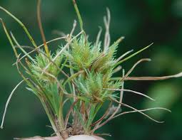 Image result for Pycreus pumilus