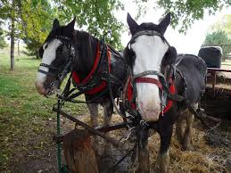 نتیجه جستجوی لغت [workhorses] در گوگل