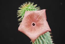 Image result for Hoodia currorii