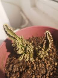 It's been neglected in terms of watering/bad lighting/falls. Fairy Castle Cactus Gardening Landscaping Stack Exchange