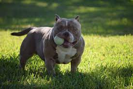 American Pocket Bully Breeding Phenotype Genotype Pocket Bully American Bully Bully Dog