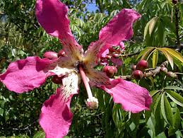 Image result for Ceiba speciosa