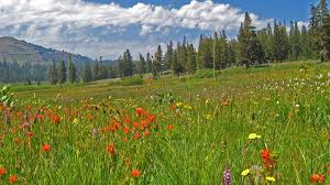 Waterfalls And Wildflowers In Reno Tahoe Reno Tahoe We visited this area in mid june 2020. wildflowers in reno tahoe