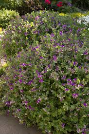 Image result for Polygala petitiana