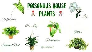 50 House Plants Safe For Cats Children Toxic Plants For Cats Plants Houseplants Safe For Cats