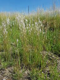 Image result for Andropogon eucomus
