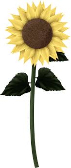 Free Free 108 Transparent Background Stem Sunflower Clipart SVG PNG EPS DXF File