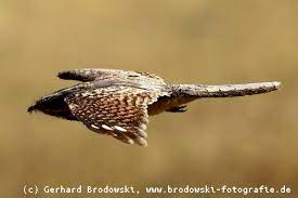 Der alte grieche behauptete im vierten vorchristlichen jahrhundert. Der Ziegenmelker Steckbrief Verbreitung Brutzeit Vogel Bilder Referat