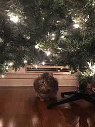 Cat's are curious creatures and while they may nibble at your tree or the ornaments strung on the tree, they usually don't make it a habit of eating plastic. So It Begins The Eating Of Our Fake Christmas Tree Catsinxmastrees