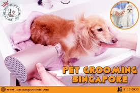 You should stay with your dog during grooming to make sure the groomer treats him or her with the utmost care. Why Pet Grooming Is Important Now Days Dog Grooming Salon Plays An By Masmas Groomers Medium