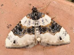 Image result for Cosmorhoe ocellata