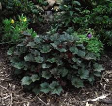 Image result for Heuchera `Palace Purple`