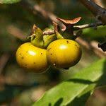 Image result for Diospyros squarrosa