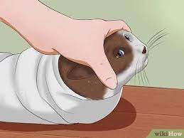 But if your cat knows you're up to no good, then how to give a difficult cat a pill. 6 Ways To Give A Cat A Pill Wikihow Pet