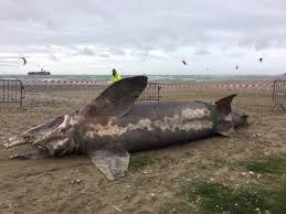 L'ecosse à l'état sauvage, épisode 2. Un Requin Pelerin Echoue Sur La Plage Du Havre Il A Certainement Ete Pris Dans Des Filets 76actu