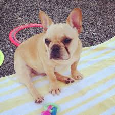 Only guaranteed quality, healthy one thing every french bulldog puppy has in common is its cuddly, warm nature. Pin On Frenchies