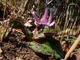 We did not find results for: ã‚«ã‚¿ã‚¯ãƒªã¯ç‰‡æ —ç²‰ã®åŽŸæ–™ã¨ã•ã‚Œã¦ã„ãŸæ¤ç‰© æ˜¥é™å®šã®ç´«è‰²ã®èŠ±ãŒç¾Žã—ã„ ãƒã‚¤ãƒãƒ£ãƒ¼ã‚¨ãƒ³ã‚¸ãƒ‹ã‚¢ ã„ãã‚‚ã®ãƒ–ãƒ­ã‚°