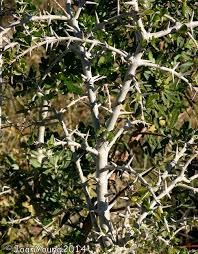 Image result for Catunaregam obovata