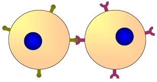 Check spelling or type a new query. Cell Cell Recognition Wikipedia