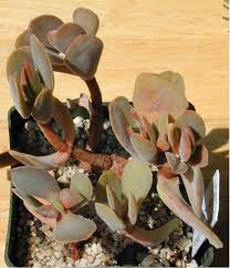 Image result for Crassula globularioides